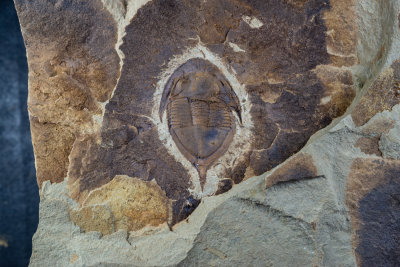 Guole Dictyella.jpg