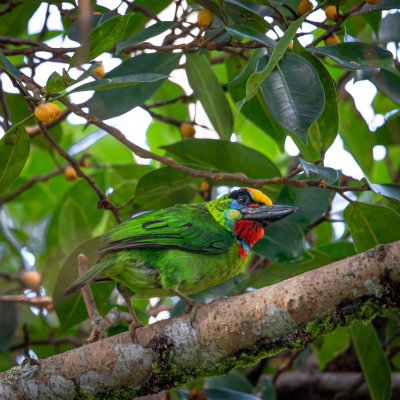 Red-throated barbet