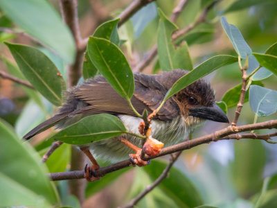 sooty barbet
