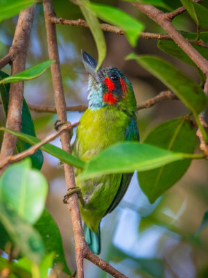 Blue-eared barbet