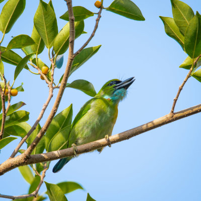 Yellow-crowned barbet