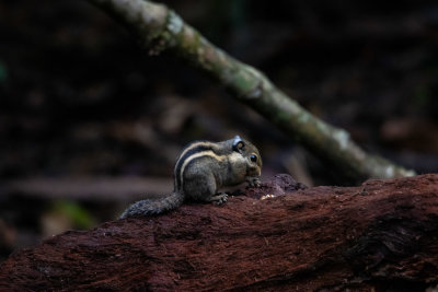 Himalayan striped squirrel