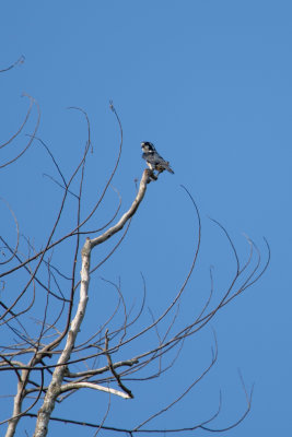 The tiny Black-thighed falconet 