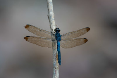 Dragonfly Krau