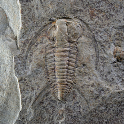 Moroccan Lower Cambrian