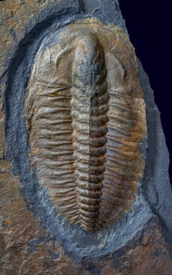 Buenellus higginsi, 65 mm, Buen Formation, J.P.Koch Fjord, North Greenland