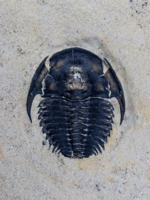 Spencia typicalis, 11 mm, Spence Shale, 155' level, Miner's Hollow, Box Elder County, Utah