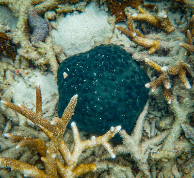 Cushion star, Culcita novaeguineae, North Reef, Pulau Tangah