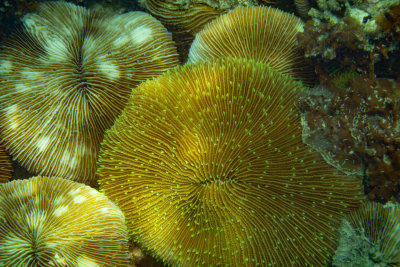  Corals, North Reef, Pulau Tangah