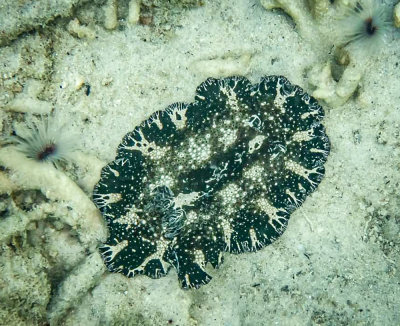Bohol nudibranch, North Reef, Pulau Tangah