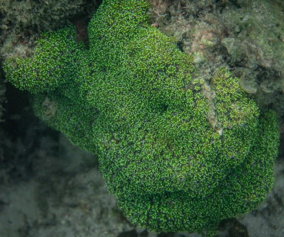 polyps , North Reef, Pulau Tangah