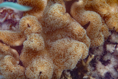 polyps of Sarcophyton soft coral, North Reef, Pulau Tangah