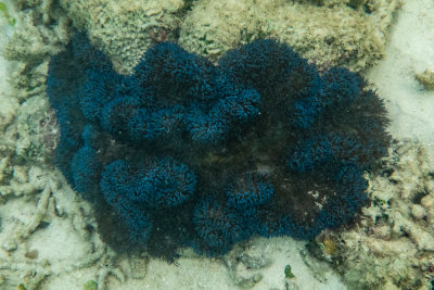 inky anemone, North Reef, Pulau Tangah