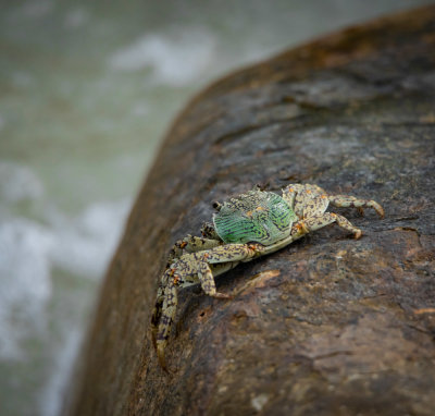 Tengah crab