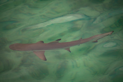 Tengah blacktip reef shark
