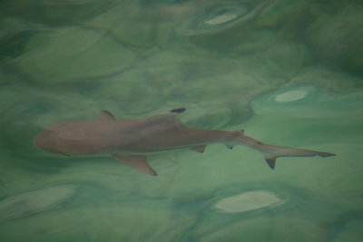 Tengah blacktip reef shark