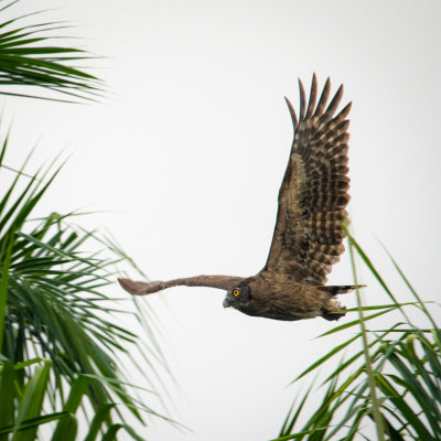 dusky eagle owl in flight
