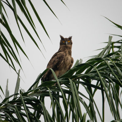 Dusky eagle owl 