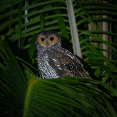 Spotted wood owl 