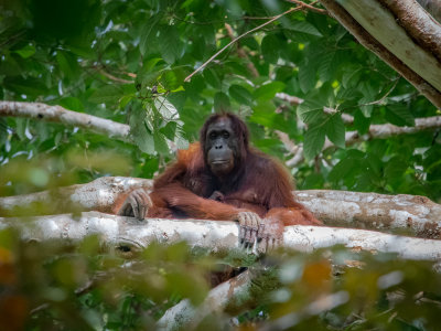 Orangutan mother with infant, Tabin