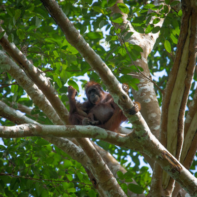 Orangutan mother with infant, Tabin