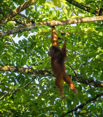 Orangutan youth, Tabin