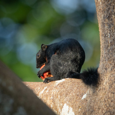 Prevost's squirrel with fig, Tabin
