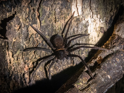 Large huntsman spider, Heteropoda, Tabin