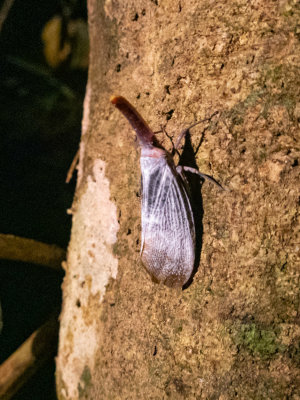 Lantern bug (Pyrops sultana)