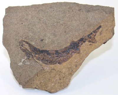 Acanthodes lopatini, 9 cm, Lower Carboniferous, Krasnoyarsk, Russia