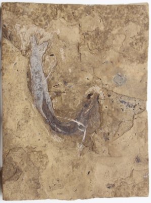 Exceptionally preserved Acanthodes bridgei, Upper Carboniferous, Hamilton Quarry, Kansas