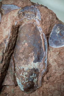 Ventral pteraspid, 10 cm, Lower Devonian, Ukraine, note the oral plates