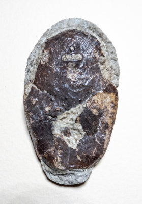 Tremataspis mammilata headshield, 32 mm, both dorsal and ventral sides exposed, Wenlock, Silurian, Elda Cliff, Osel