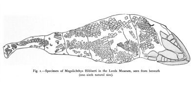 Near complete Megalichthys specimen in Leeds Museum (Miall 1885), about 113 cm long, of which 25 cm is skull