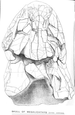 Skull of Megalichthys found 1827 in Waterloo Colliery, Leeds Museum (Miall 1885)