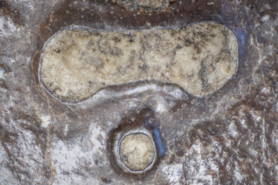 Tremataspis face showing eye opening and nasohypophysial opening, 7 mm field of view.
