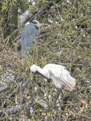 Spoonbill and heron at Fairburn Ings