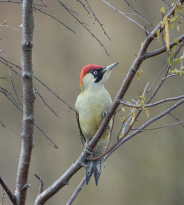 Green woodpecker at Fairburn Ings