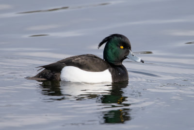 Tufted duck at St Aidens