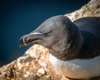 Face of the auk - closest living relative of the extinct great auk, at Bempton Cliffs