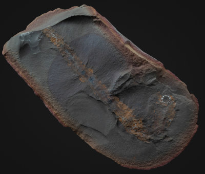 Achistrum wheeleri, 9 cm holothurian, Francis Creek Shale, Upper Carboniferous. Pit 11, Peabody Coal Mine, Braidwood, Illinois