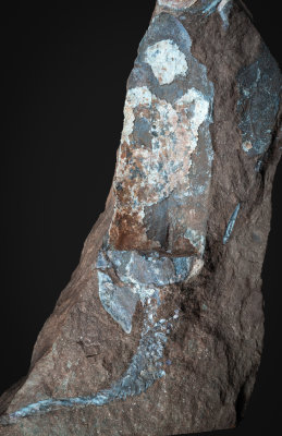 Articulated pteraspid, 16 cm along curve, Lower Devonian, Ukraine