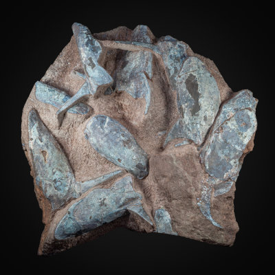 Pteraspid multiple, Lower Devonian, Ukraine