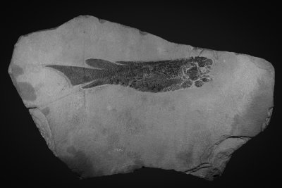 Dipterus Valenciennesi, 185 mm, Middle Devonian, Orcadian Basin, showing fine detail of tail and skull elements