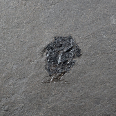 Microbrachius dicki, 25 mm, Middle Devonian, Orkney