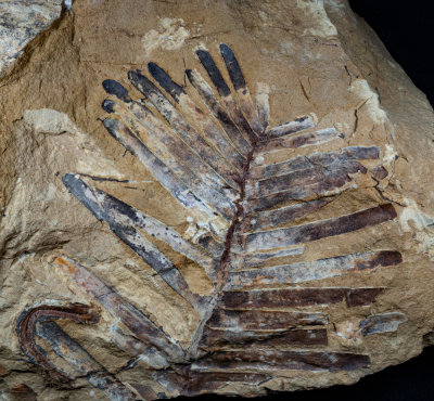 Leptocycas gracilis, Upper Triassic, Chatham County, North Carolina, USA