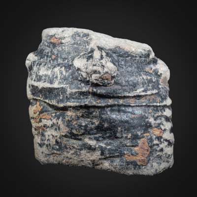 Equisitum columnare, Saltwick Formation, Aalenian, Middle Jurassic, Hayburn Wyke, Yorkshire