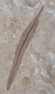 Sapinus sp. Green River Formation, Parachute Creek Member, Eocene