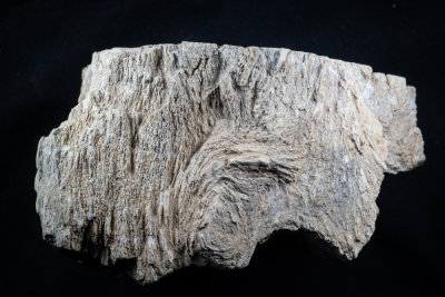 Protocupressinoxylon purbeckensis, wood, one section polished. Purbeck Limestone Group, Upper Jurassic, Purbeck, Dorset, England