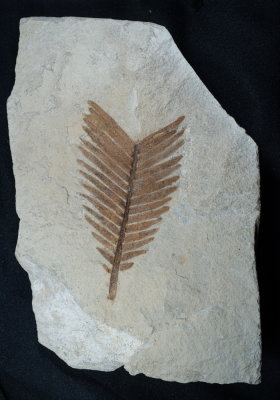 Zamites feneonis Pomel 1848 Upper Jurassic Kimmeridgian, Orbagnoux, Département de l'Ain, France.